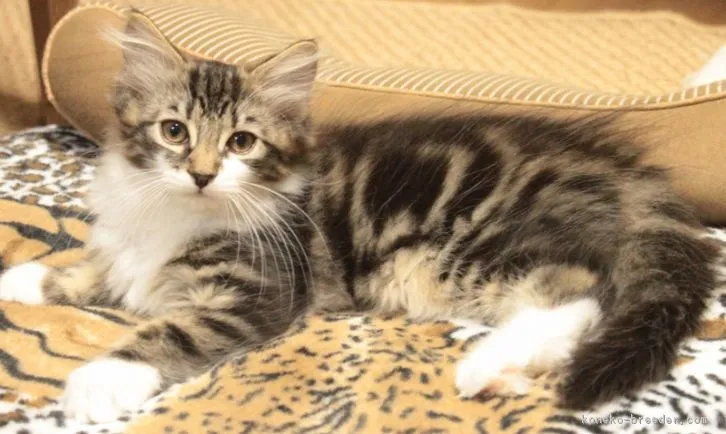 ベルモルト 様のお迎えした子猫