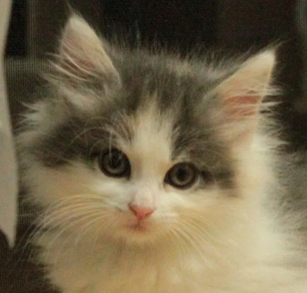 匿名希望（千葉県） 様のお迎えした子猫