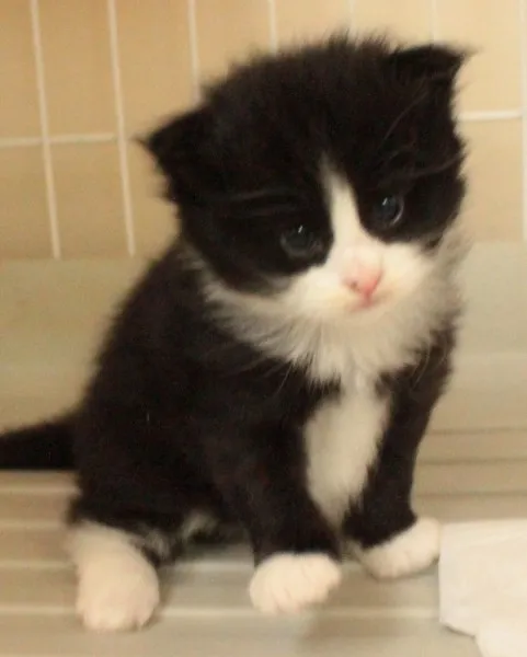 T 様のお迎えした子猫