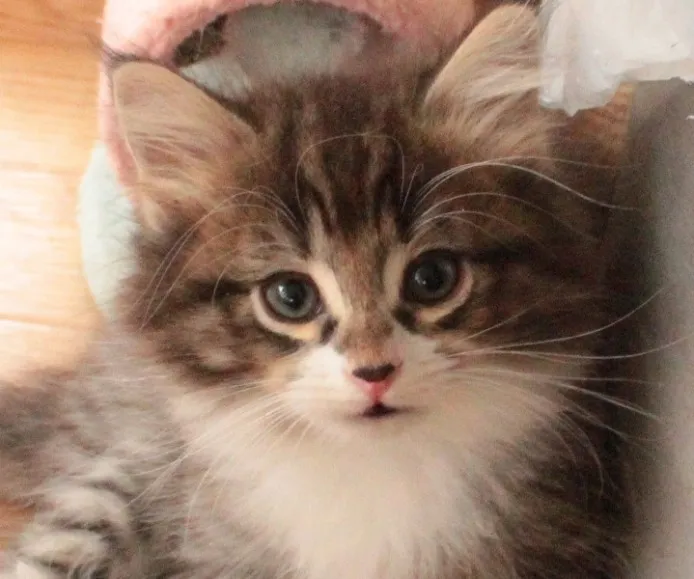 ID：1308-00247の子猫