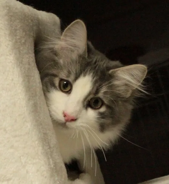 ID：1401-00094の子猫