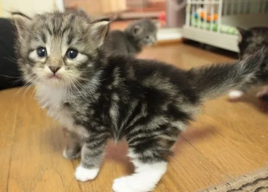 須藤 様のお迎えした子猫