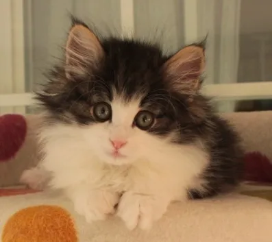 COCOちゃんママ 様のお迎えした子猫