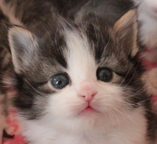 リン 様のお迎えした子猫