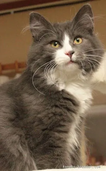 ID:1505-00367の子猫