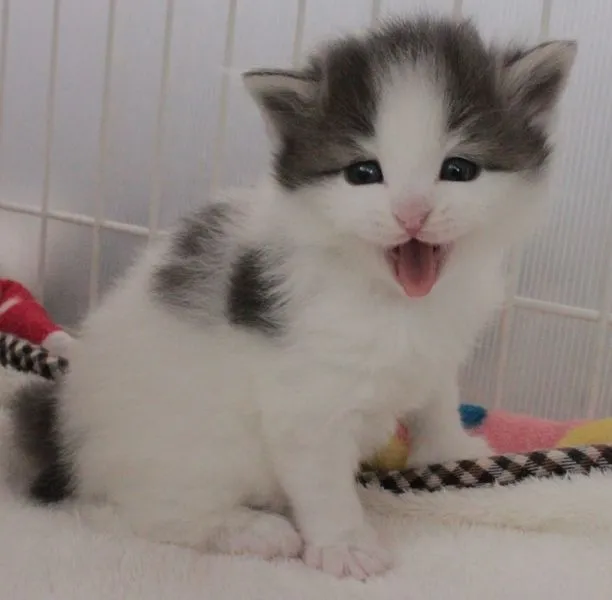 rinmama 様のお迎えした子猫