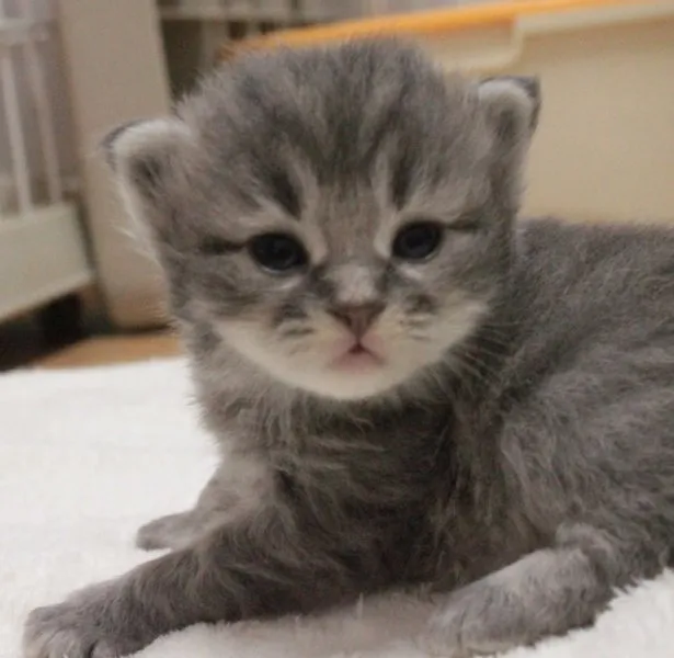 mikan 様のお迎えした子猫