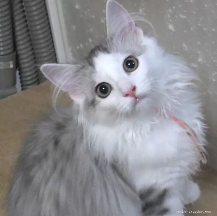 ID：2407-01921の子猫