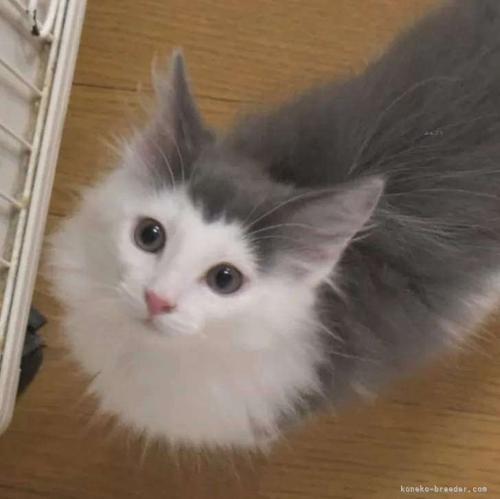 H.Oムウミン 様のお迎えした子猫