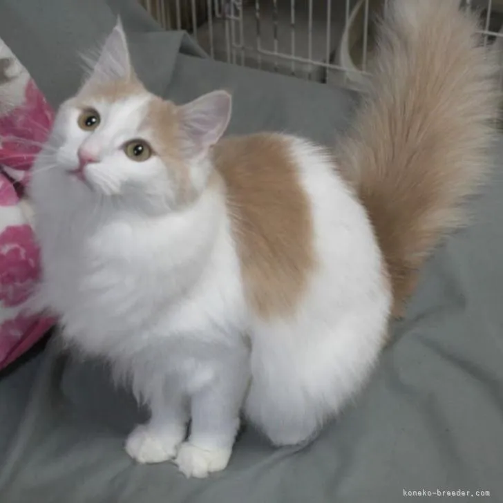 ID：2207-02822の子猫