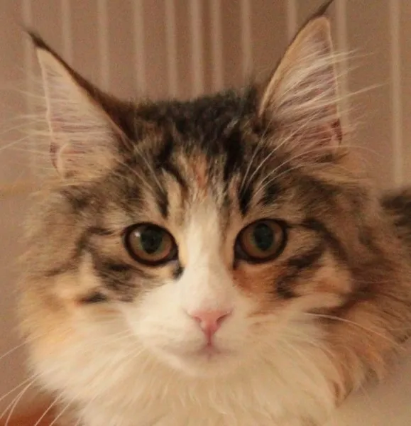 ID：1309-00148の子猫