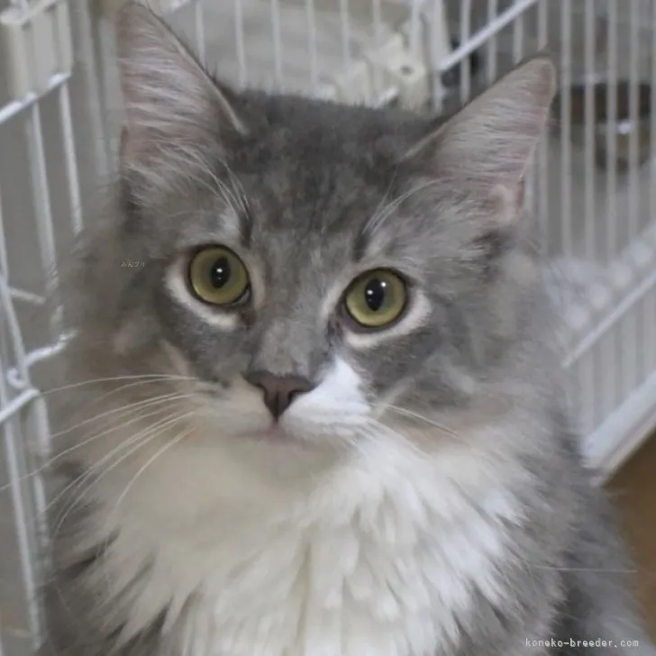 ID:2305-01915の子猫