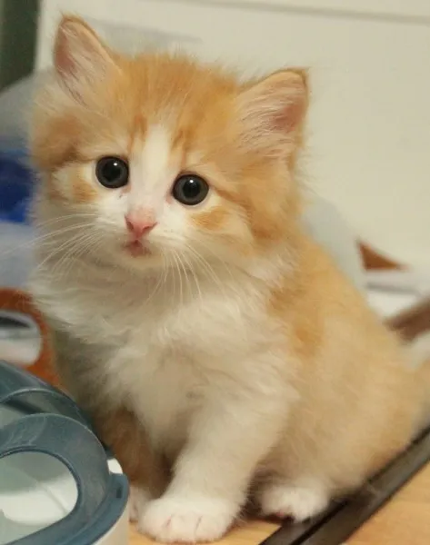 そらくん 様のお迎えした子猫