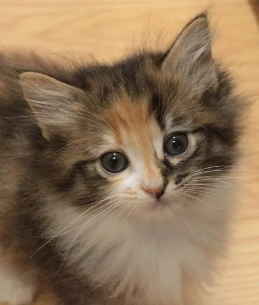 ID:1409-00092の子猫