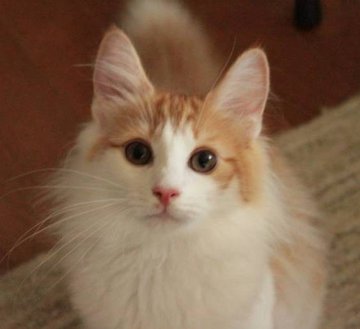 ノルウェージャンフォレストキャット【茨城県・男の子・2013年3月22日・レッドマッカレルタビー&ホワイト】の写真「甘ったれ＾＾」