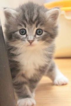 ノルウェージャンフォレストキャット【茨城県・女の子・2017年8月6日・ブルータビー&ホワイト】の写真「手袋・ソックス♪」