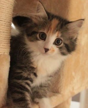 ノルウェージャンフォレストキャット【茨城県・女の子・2017年7月11日・ブラウンパッチドマッカレルタビー&ホワイト】の写真「元気娘♪」
