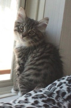 ノルウェージャンフォレストキャット【茨城県・男の子・2012年7月30日・ブラウンマッカレルタビー&ホワイト】の写真「」