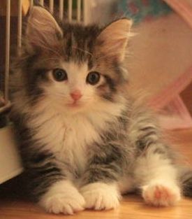 ノルウェージャンフォレストキャット【茨城県・男の子・2017年6月29日・ブラウンマッカレルタビー&ホワイト】の写真「可愛いお顔♪」