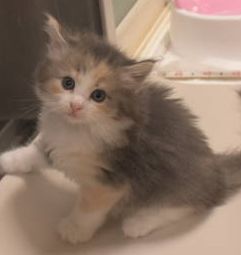 ノルウェージャンフォレストキャット【茨城県・女の子・2018年9月18日・ブルーパッチドマッカレルタビー&ホワイト(三毛)】の写真「NEW♪」