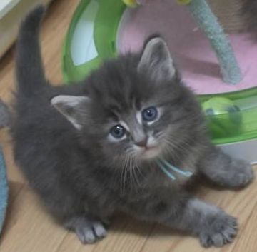 ノルウェージャンフォレストキャット【茨城県・男の子・2018年11月18日・ブルータビー】の写真「パッチリお目目が開きました♪」