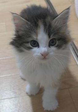 ノルウェージャンフォレストキャット【茨城県・女の子・2018年11月18日・ブラウンパッチドマッカレルタビー&ホワイト三毛】の写真「もっとお目目はパッチリです♪」