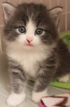 ノルウェージャンフォレストキャット【茨城県・男の子・2015年7月25日・ブルーマッカレルタビー&ホワイト】の写真「手袋・ソックス♪」