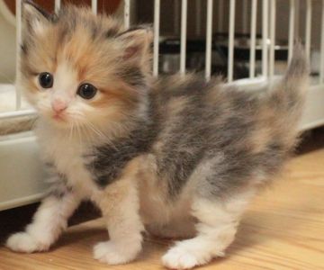 ノルウェージャンフォレストキャット【茨城県・女の子・2017年1月22日・ブラウンパッチドマッカレルタビー&ホワイト】の写真「」