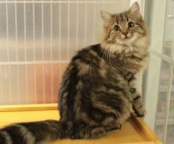 ノルウェージャンフォレストキャット【茨城県・女の子・2013年4月28日・ブラウンタビー】の写真「おとなしく飼いやすいタイプです＾＾」