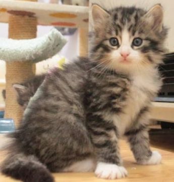 ノルウェージャンフォレストキャット【茨城県・男の子・2016年11月16日・ブラウンマッカレルタビー&ホワイト】の写真「手袋・ソックス♪」