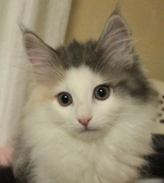 ノルウェージャンフォレストキャット【茨城県・女の子・2013年3月8日・ブルーパッチドマッカレルタビー&ホワイト】の写真「毛色も毛吹きも抜群です！ホントに美猫です♪」