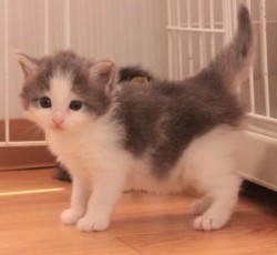 ノルウェージャンフォレストキャット【茨城県・女の子・2013年4月17日・ブルーマッカレルタビー&ホワイト】の写真「」