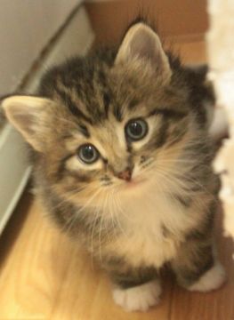 ノルウェージャンフォレストキャット【茨城県・女の子・2018年4月23日・ブラウンマッカレルタビー&ホワイト】の写真「NEW！手袋・ソックス♪」