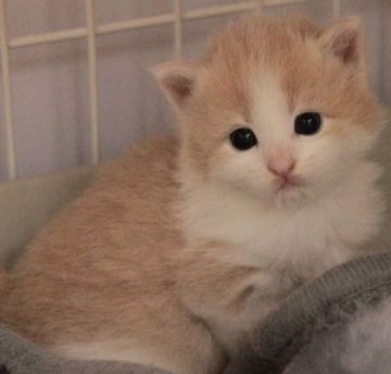 ノルウェージャンフォレストキャット【茨城県・女の子・2017年7月5日・クリームマッカレルタビー&ホワイト】の写真「綺麗な毛色の女の子♪」