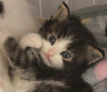 ノルウェージャンフォレストキャット【茨城県・男の子・2017年1月18日・ブラウンタビー&ホワイト】の写真「」