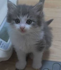 ノルウェージャンフォレストキャット【茨城県・男の子・2019年5月20日・ブルーマッカレルタビー&ホワイト】の写真「爽やかイケメンな男の子♪」