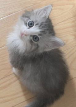 ノルウェージャンフォレストキャット【茨城県・女の子・2019年7月11日・ブルーシルバーマッカレルタビー&ホワイト】の写真「綺麗なお顔の女の子♪」