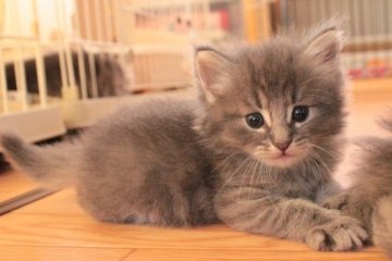 ノルウェージャンフォレストキャット【茨城県・女の子・2012年7月30日・ブルーマッカレルタビー】の写真「」