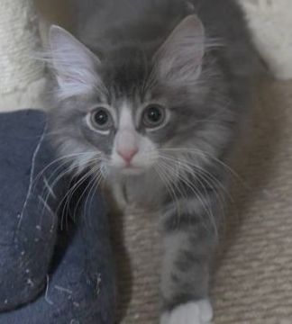 ノルウェージャンフォレストキャット【茨城県・男の子・2019年3月26日・ブルータビー&ホワイト】の写真「お目目の大きなイケメンくん♪」