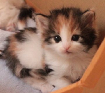 ノルウェージャンフォレストキャット【茨城県・女の子・2013年3月8日・ブラウンパッチドマッカレルタビー&ホワイト】の写真「」