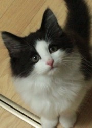 ノルウェージャンフォレストキャット【茨城県・男の子・2012年6月17日・ブラック&ホワイト】の写真「」