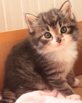 ノルウェージャンフォレストキャット【茨城県・男の子・2013年5月14日・ブラウンマッカレルタビー&ホワイト】の写真「とても大きく骨格のしっかりした健康優良児です！」