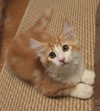 ノルウェージャンフォレストキャット【茨城県・男の子・2018年5月21日・レッドタビー&ホワイト】の写真「スリスリゴロゴロ甘えたさん♪♪」