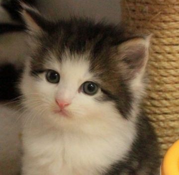 ノルウェージャンフォレストキャット【茨城県・男の子・2015年9月5日・ブラウンマッカレルタビー&ホワイト】の写真「」