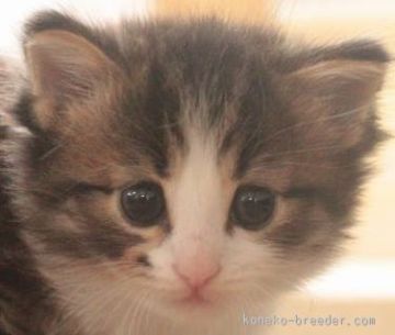 ノルウェージャンフォレストキャット【茨城県・男の子・2015年6月9日・ブラウンマッカレルタビー&ホワイト】の写真「」