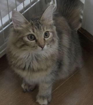 ノルウェージャンフォレストキャット【茨城県・女の子・2019年3月26日・ブラウンパッチドタビー】の写真「少し小ぶりな瞳の大きい女の子♪」