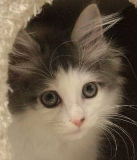 ノルウェージャンフォレストキャット【茨城県・男の子・2016年8月6日・ブルー&ホワイト】の写真「」