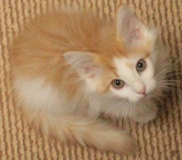 ノルウェージャンフォレストキャット【茨城県・男の子・2016年9月14日・レッドマッカレルタビー&ホワイト】の写真「甘ったれ坊やです♪」