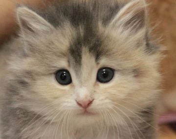 ノルウェージャンフォレストキャット【茨城県・女の子・2015年4月25日・ブルーパッチドタビー&ホワイト(三毛)】の写真「」