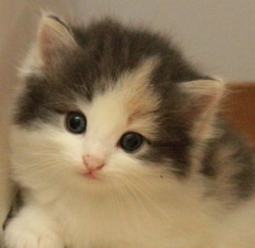 ノルウェージャンフォレストキャット【茨城県・女の子・2015年7月25日・ブルーパッチドタビー&ホワイト(三毛)】の写真「」